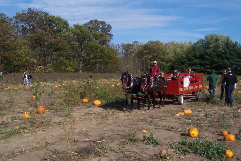 Bulitz horse hayrides