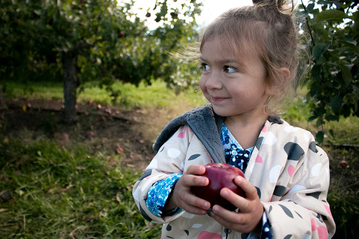  Kauffman Orchards Fresh Mcintosh Apples, Hand-Picked