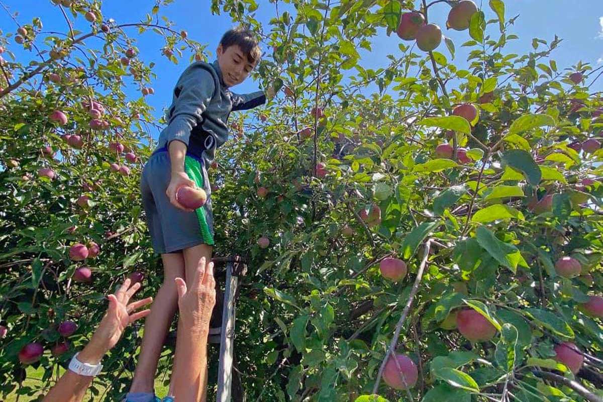  Kauffman Orchards Fresh Mcintosh Apples, Hand-Picked