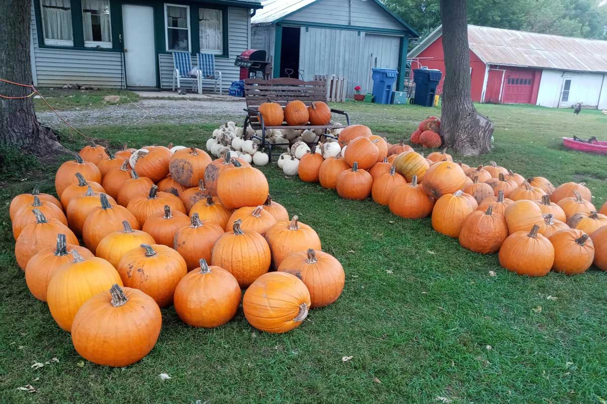 sunny acres pumpkin patch