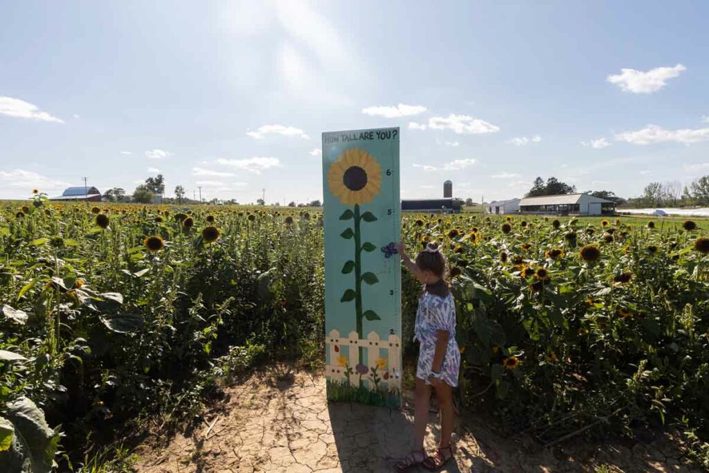 Sunflowers Taking Flight, Annual Sunflower Festival at Kelly Country Creamery